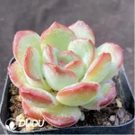 Echeveria Snowy Night - Image 2