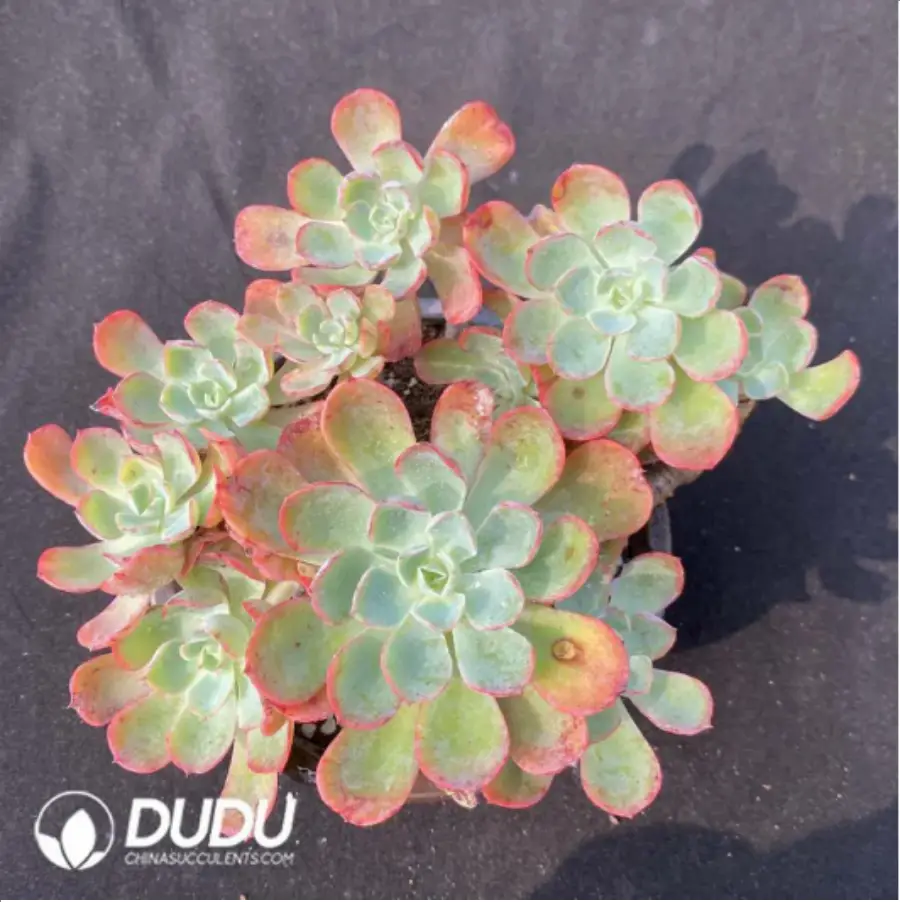 1756116262-1-1135.webp Echeveria Rain drops variegated Clustering - Image 1