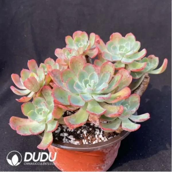 Echeveria Rain drops variegated Clustering - Image 2