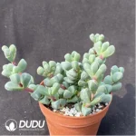 Crassula Astridia velutina variegated Clustering - Image 2