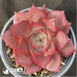 Echeveria Corsican Rose