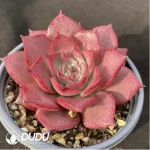 Echeveria Corsican Rose - Image 2