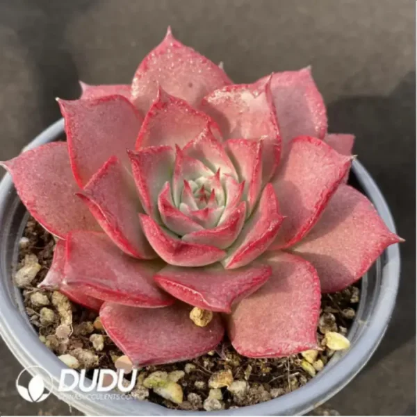 Echeveria Corsican Rose - Image 2