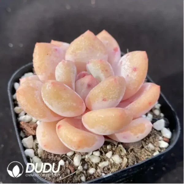 Echeveria Orange - Image 2