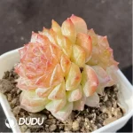 Echeveria FuSu Double Head