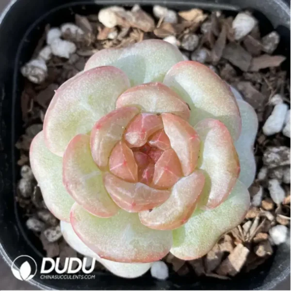 Echeveria 0005Impatiens - Image 1