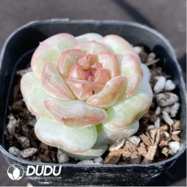 Echeveria 0005Impatiens - Image 2