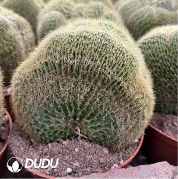 1756116306-1-1181.webp Parodia schumanniana Cristate - Image 1