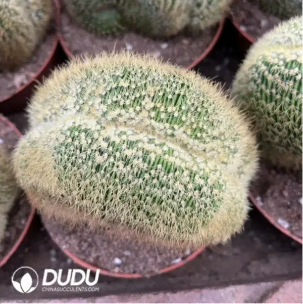 Parodia schumanniana Cristate - Image 2