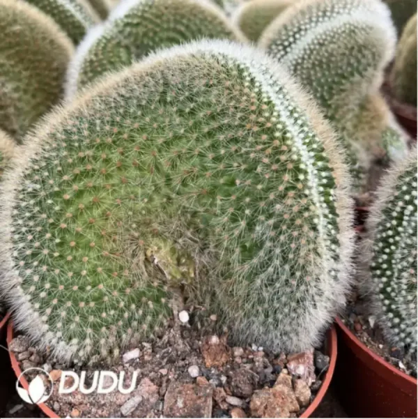 1756116309-1-1180.webp Mammillaria White Beauty Cristate - Image 1