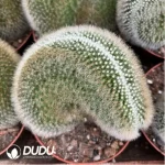 Mammillaria White Beauty Cristate - Image 2