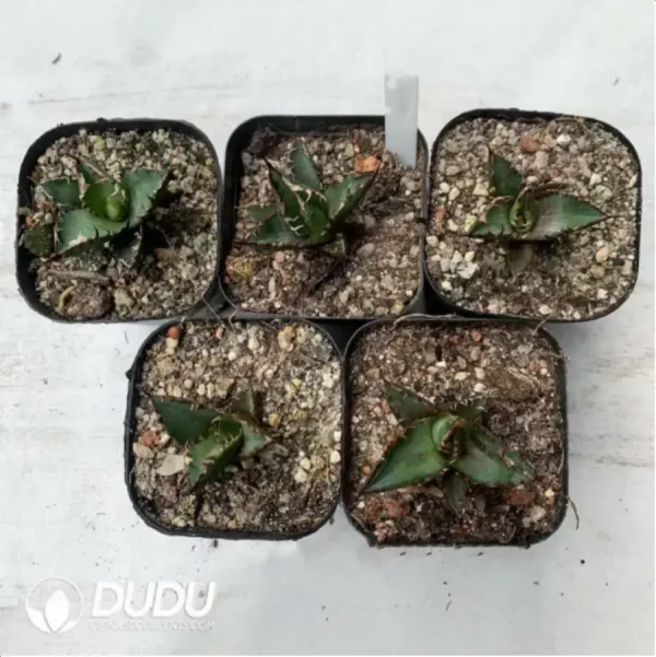 Agave Titanota Red Catweazle top pup - Image 1