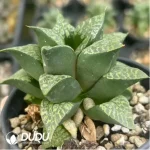 Haworthia Tangcao Lion