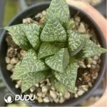 Haworthia Tangcao Lion - Image 2