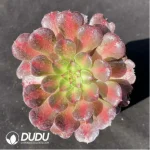 Aeonium Red copper pot mediopicta