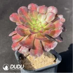 Aeonium Red copper pot mediopicta - Image 2
