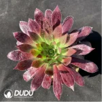 Aeonium Peacock (only 10)