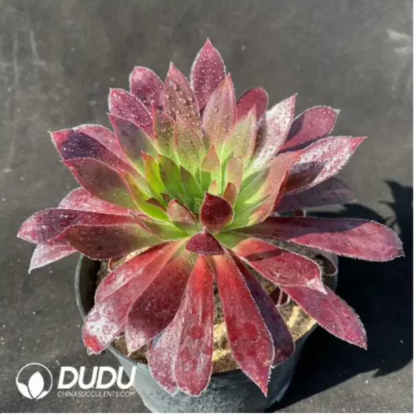 Aeonium Peacock (only 10) - Image 2