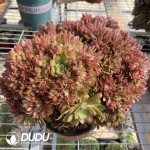 Aeonium Naga Queen Cristata-3