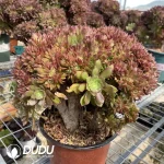 Aeonium Naga Queen Cristata-3 - Image 2