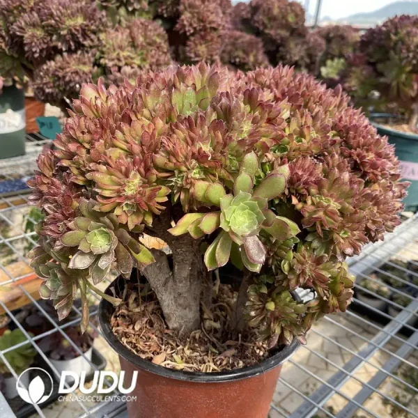 Aeonium Naga Queen Cristata-3 - Image 2