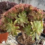 Aeonium Naga Queen Cristata-4