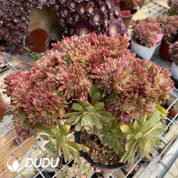 Aeonium Naga Queen Cristata-4 - Image 2
