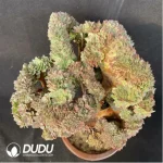 Aeonium Halloween Yellow Variegated Cristate