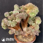 Aeonium Halloween Yellow Variegated Cristate - Image 2