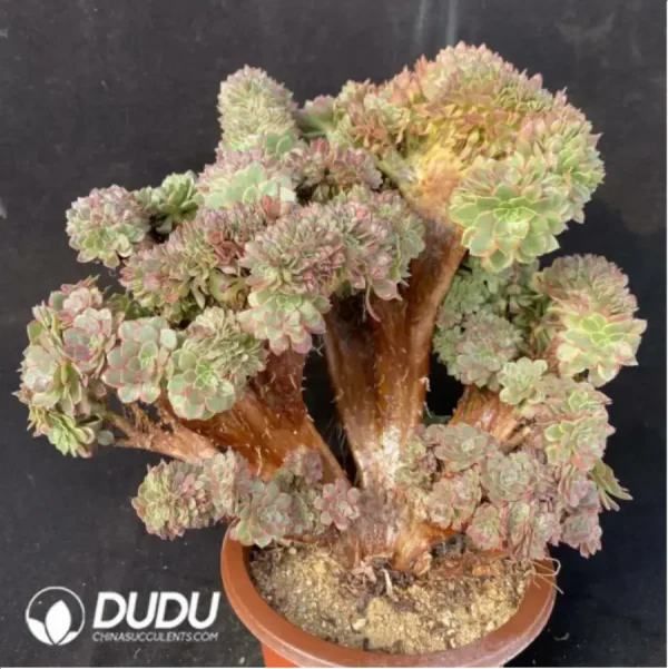 Aeonium Halloween Yellow Variegated Cristate - Image 2