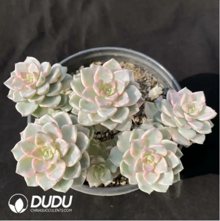 1756116342-1-1060.webp Echeveria Pretty in Pink Variegated Clustering - Image 1