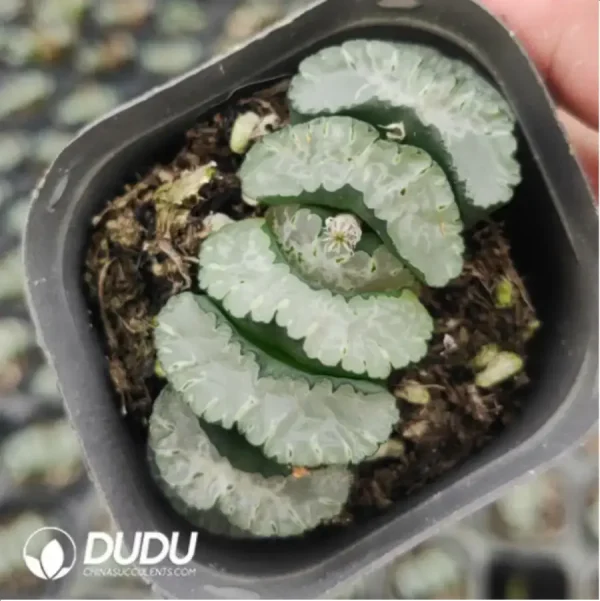 Haworthia Sakai 2 - Image 1