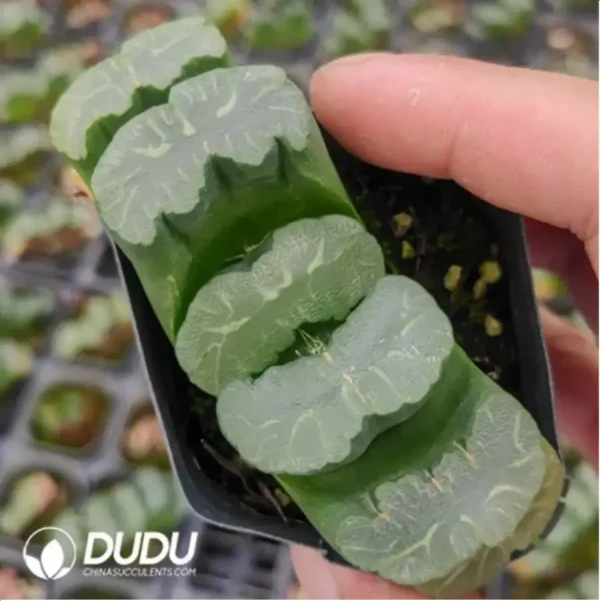 Haworthia Qian Su - Image 1