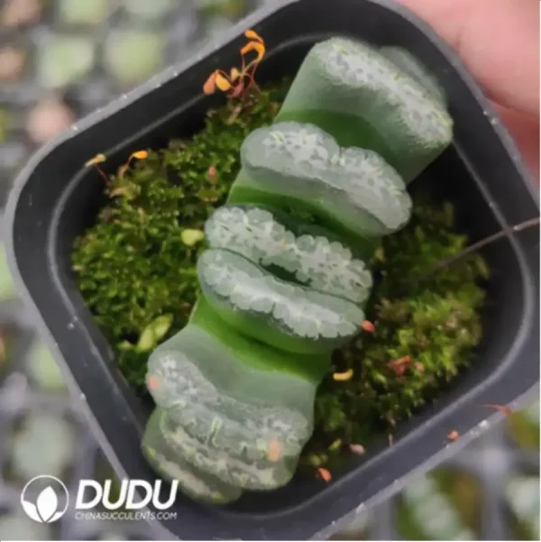 Haworthia Hakkaisan - Image 1