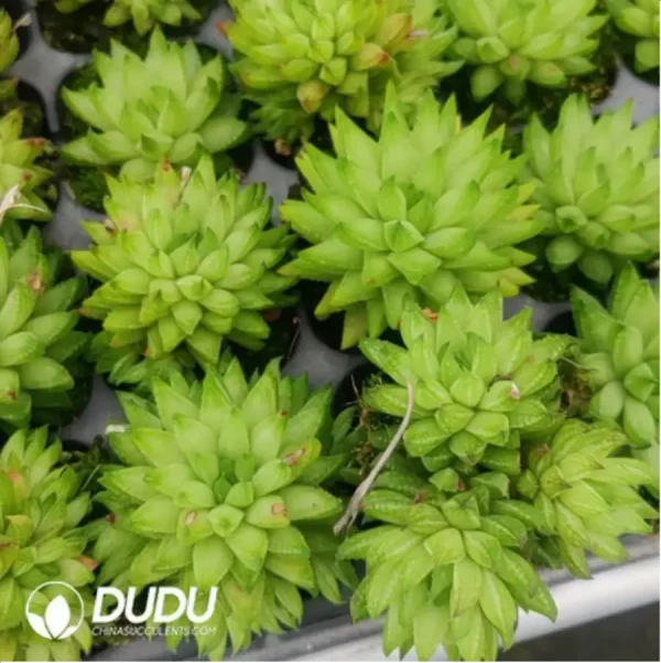 Haworthia Original ice cream - Image 1