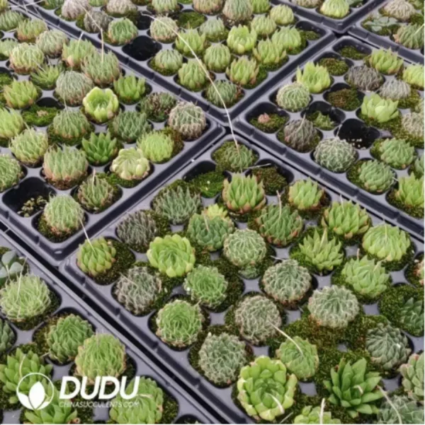 Haworthia Indigenous - Image 1