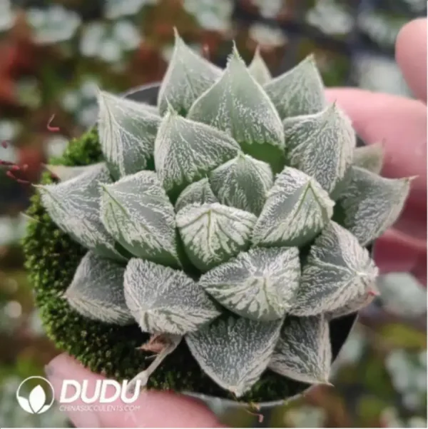 Haworthia White Fox - Image 1