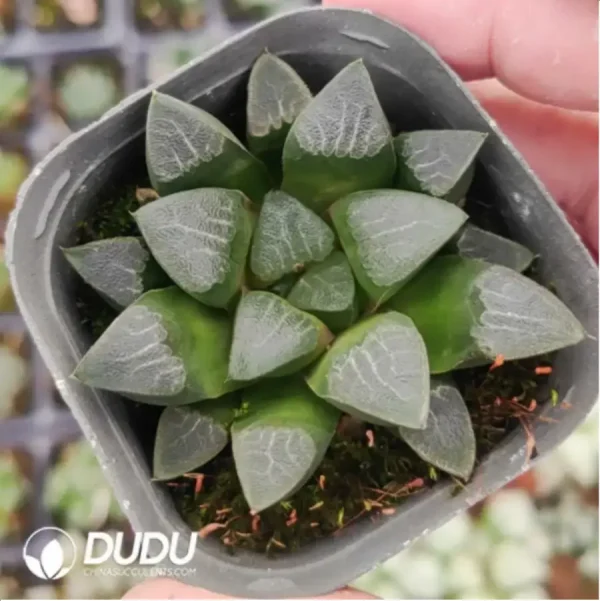Haworthia Renick - Image 1