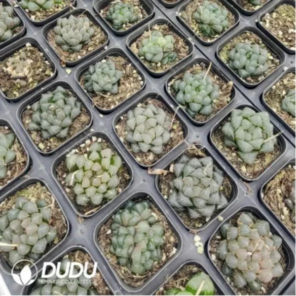 Haworthia Cooperi Devil - Image 1