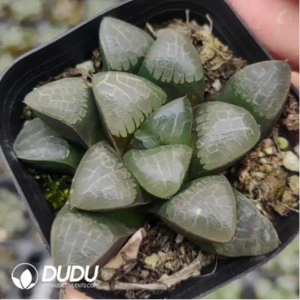 Haworthia GM291 - Image 1