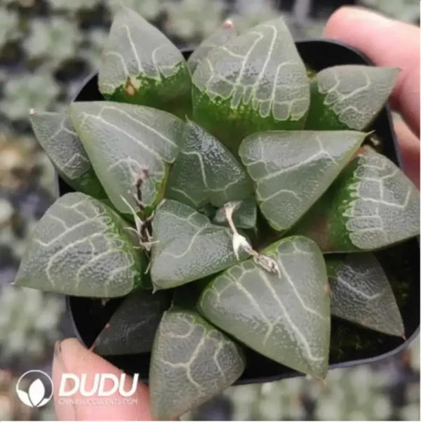 Haworthia Terrano - Image 1