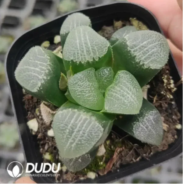 Haworthia GM261 - Image 1