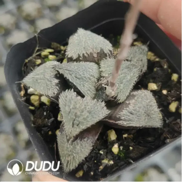 Haworthia Shaggy dog - Image 1