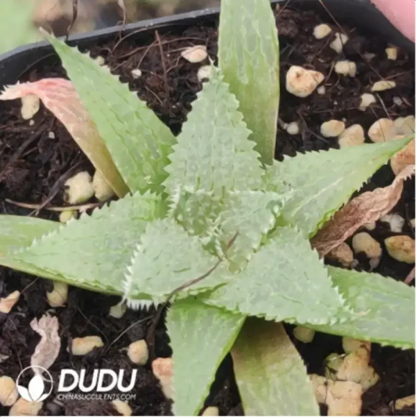 Haworthia maraisii var. maraisii - Image 1