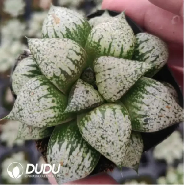 Haworthia Son of Silver Yong - Image 1