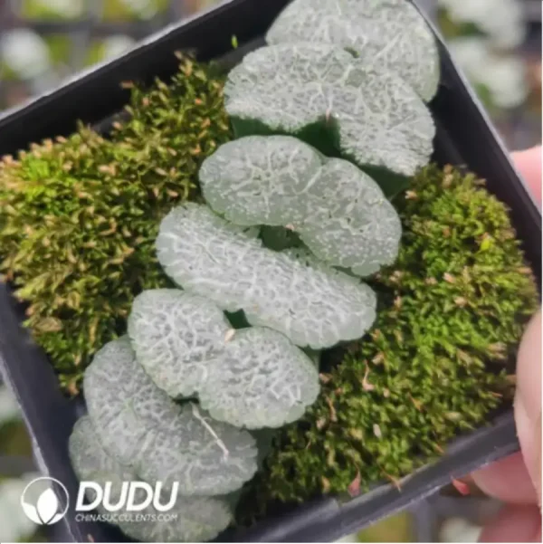 Haworthia Poseidon - Image 1