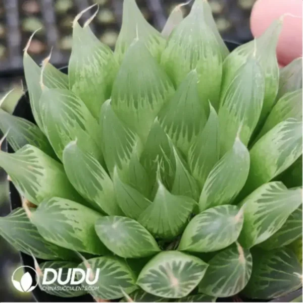 Haworthia Large window needle tube - Image 1