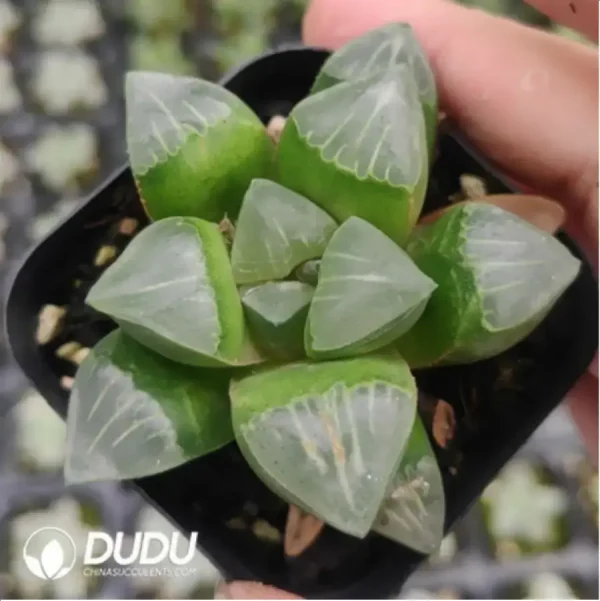 Haworthia Milk - Image 1