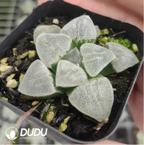 Haworthia Cat Tongue - Image 1