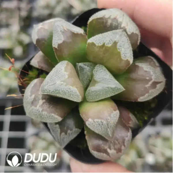 Haworthia Boomerang - Image 1